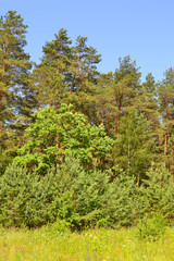 Fototapeta na wymiar Vertical photo of field plants at the forest edge, bright summer day in Belarus.