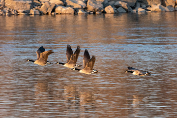 geese flying low on the water at sunset.