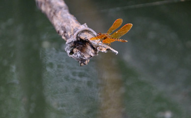 Dragonfly (Eastern Amberwing)