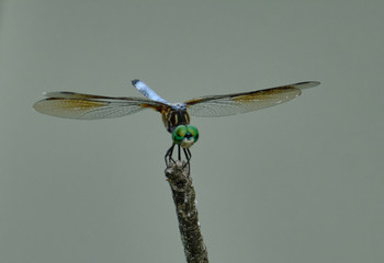 Dragonfly (blue dasher)