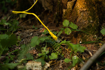 Yellow network wire in tree, world without internet, nature background