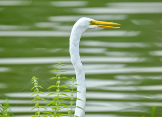 Egret in water