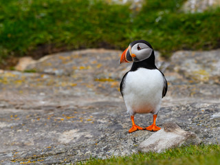 Atlantic Puffin Standing on Cliffs Rock, Portrait