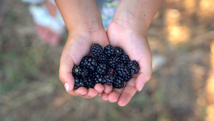 Authentic  close up shot of a little girl is keeping in her hands fresh biologic blackberries just harvested by herself in a forest.