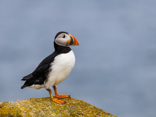 Atlantic Puffin  Standing on Cliff's Rock against Blue Sky, Portrait