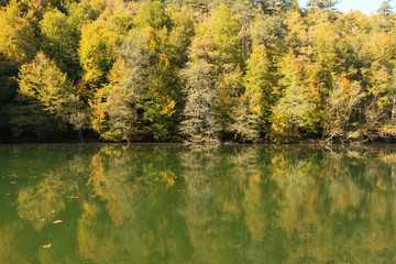 autumn leaves reflecting in water