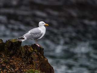 American Herring Gull Standing on a Rock Ledge
