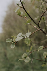 tree branch with young leaves