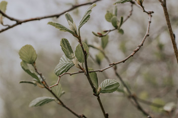 tree branch with young leaves