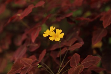 flor amarela