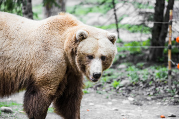 Obraz premium Grizzly Bears playing in water in a zoo enclosure 