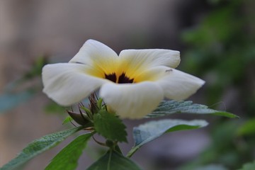 Fototapeta na wymiar linda flor