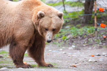 Obraz premium Grizzly Bears playing in water in a zoo enclosure 
