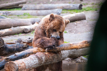 Grizzly Bears playing in water in a zoo enclosure 