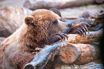 Grizzly Bears playing in water in a zoo enclosure 