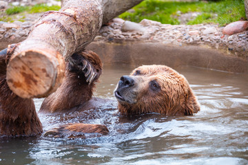 Grizzly Bears playing in water in a zoo enclosure 