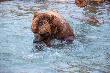 Fototapeta premium Grizzly Bears playing in water in a zoo enclosure 