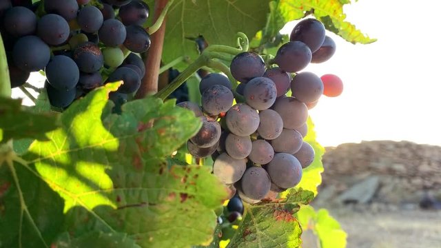 Close up of berries and leaves of grape-vine. A bunch of red wine grapes hanging on a vine on sunset sun and mountains background. Vineyard with lens flare effect, sun's rays pass through the grapes.