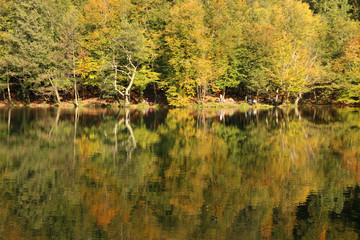 autumn leaves reflecting in water