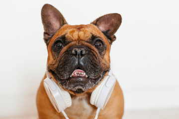 cute brown french bulldog at home and looking at the camera. Funny dog listening to music on white headset. Pets indoors and lifestyle. Technology and music