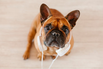 cute brown french bulldog at home and looking at the camera. Funny dog listening to music on white headset. Pets indoors and lifestyle. Technology and music