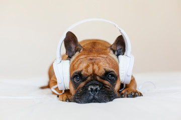 cute brown french bulldog sitting on the bed at home and looking at the camera. Funny dog listening to music on white headset. Pets indoors and lifestyle. Technology and music