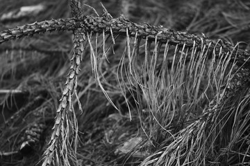 la estructura de la naturaleza