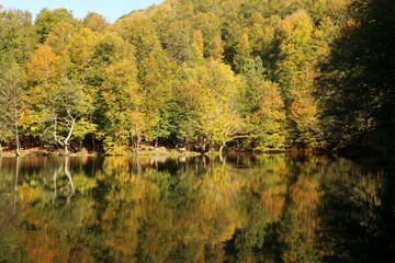 autumn leaves reflecting in water