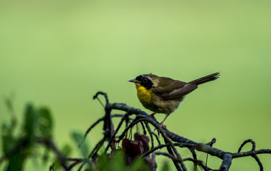 Male Common Yellowthroat (Geothlypis trichas) Warbler perched on tree after the rain with green wetlands background 