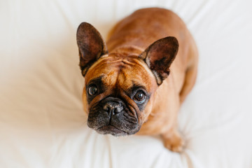 cute brown french bulldog sitting on the bed at home and looking at the camera. Funny and playful expression. Pets indoors and lifestyle