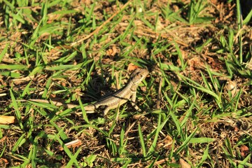 lagarto
