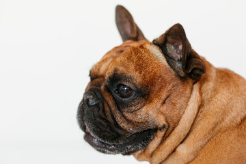 portrait of cute brown french bulldog at home and looking at the camera. Funny and playful expression. Pets indoors and lifestyle