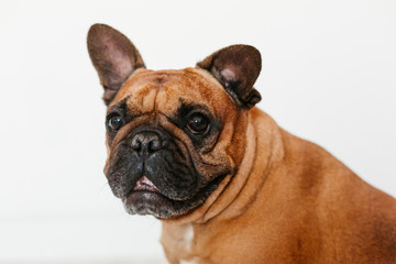 portrait of cute brown french bulldog at home and looking at the camera. Funny and playful expression. Pets indoors and lifestyle