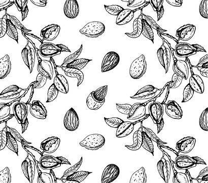 Vector illustration of sketch hand drawn pattern with black and white branches almond nuts, tree. Vintage,organic, vegan, food background. Floral botanical plants drawing wallpaper.Line Art, engraving