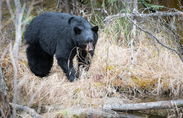 Black bear in the wild