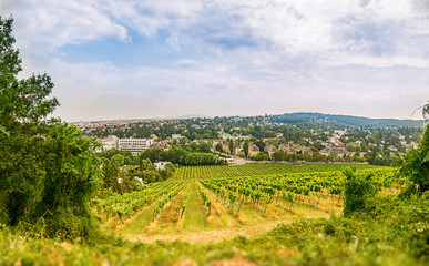 Wide angle view of a Vineyard in western part of Vienna Austria