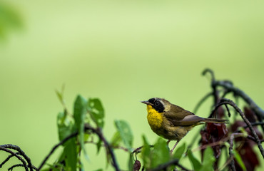 Male Common Yellowthroat (Geothlypis trichas) Warbler perched on tree after the rain with green wetlands background 