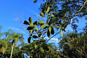 verde e azul