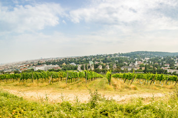 Fototapeta na wymiar Wide angle view of a Vineyard in western part of Vienna Austria