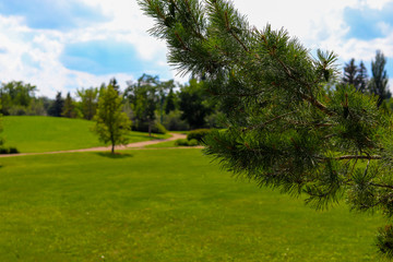 Trees in the park Saskatoon Saskatchewan Canada