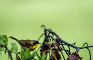 Male Common Yellowthroat (Geothlypis trichas) Warbler perched on tree after the rain with green wetlands background 