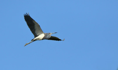 One Tricolored Heron flying against a blue sky