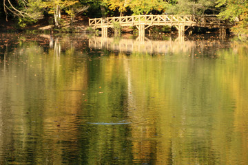 autumn leaves reflecting in water
