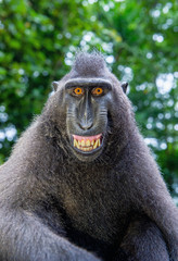 Celebes crested macaque with open mouth. Close up portrait on the green natural background. Crested...