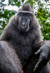 The Celebes crested macaque. Close up portrait, wide angle.  Crested black macaque, Sulawesi crested macaque, or the black ape. Natural habitat. Sulawesi. Indonesia.