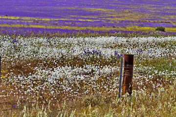 Fototapeta na wymiar Wildflower field along Ajana-Kalbarri Road in Western Australia