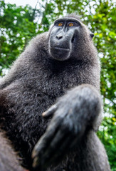 The Celebes crested macaque. Close up portrait, wide angle.  Crested black macaque, Sulawesi crested macaque, or the black ape. Natural habitat. Sulawesi. Indonesia.