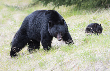 Fototapeta premium Black bear in the wild