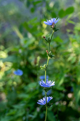 blue flower stalk with green blurred background 