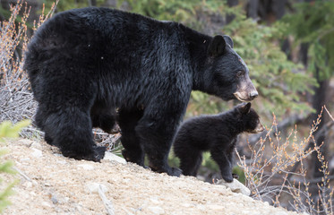 Black bear in the wild